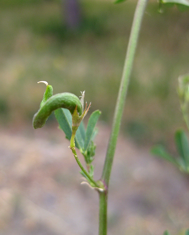 Изображение особи Medicago × varia.