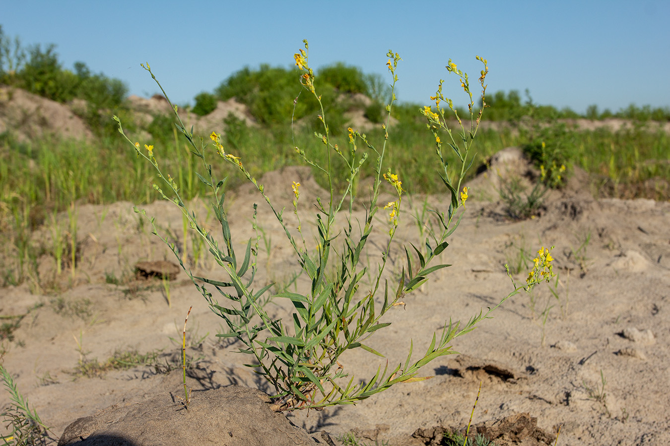 Image of genus Linaria specimen.
