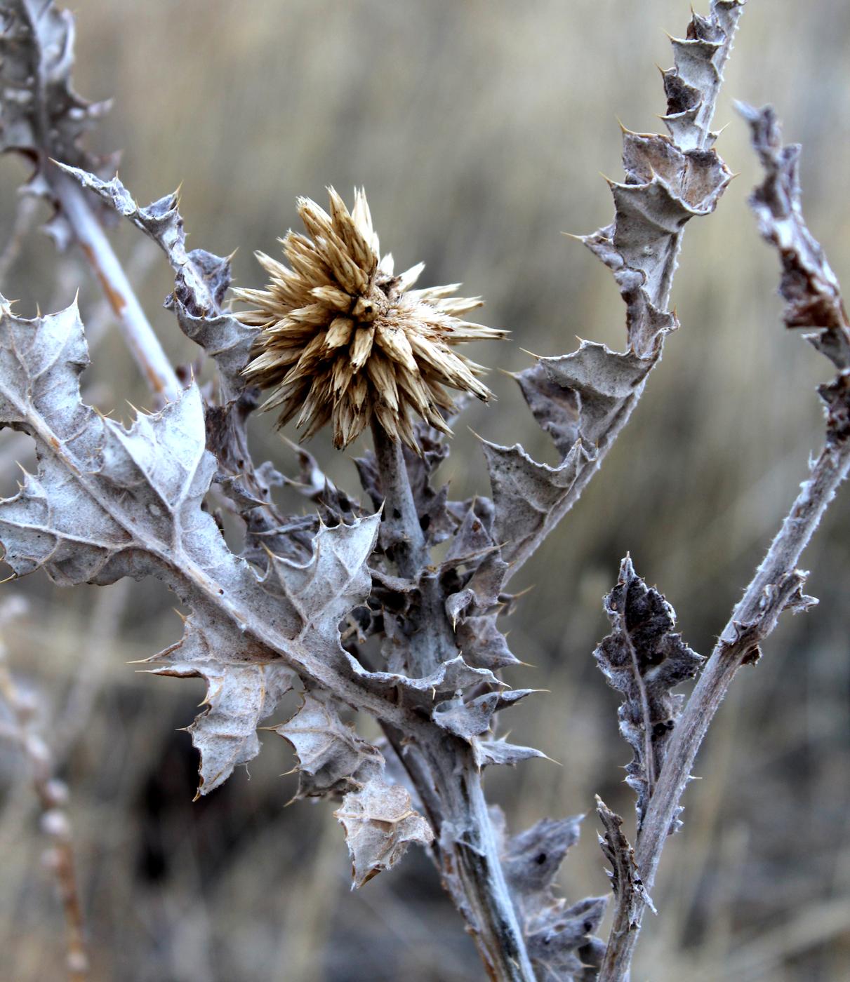 Изображение особи Echinops albicaulis.