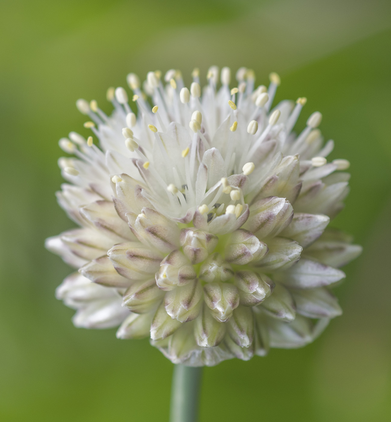 Image of Allium flavidum specimen.