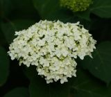 Hydrangea arborescens