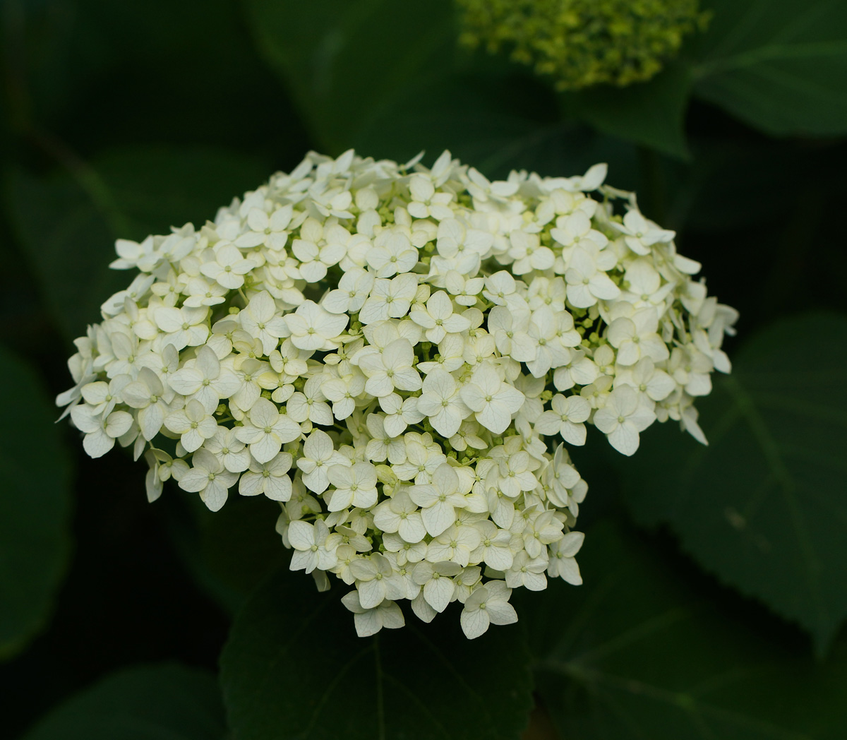 Image of Hydrangea arborescens specimen.