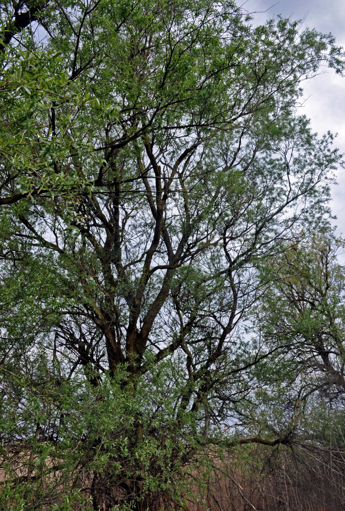 Image of Salix alba specimen.