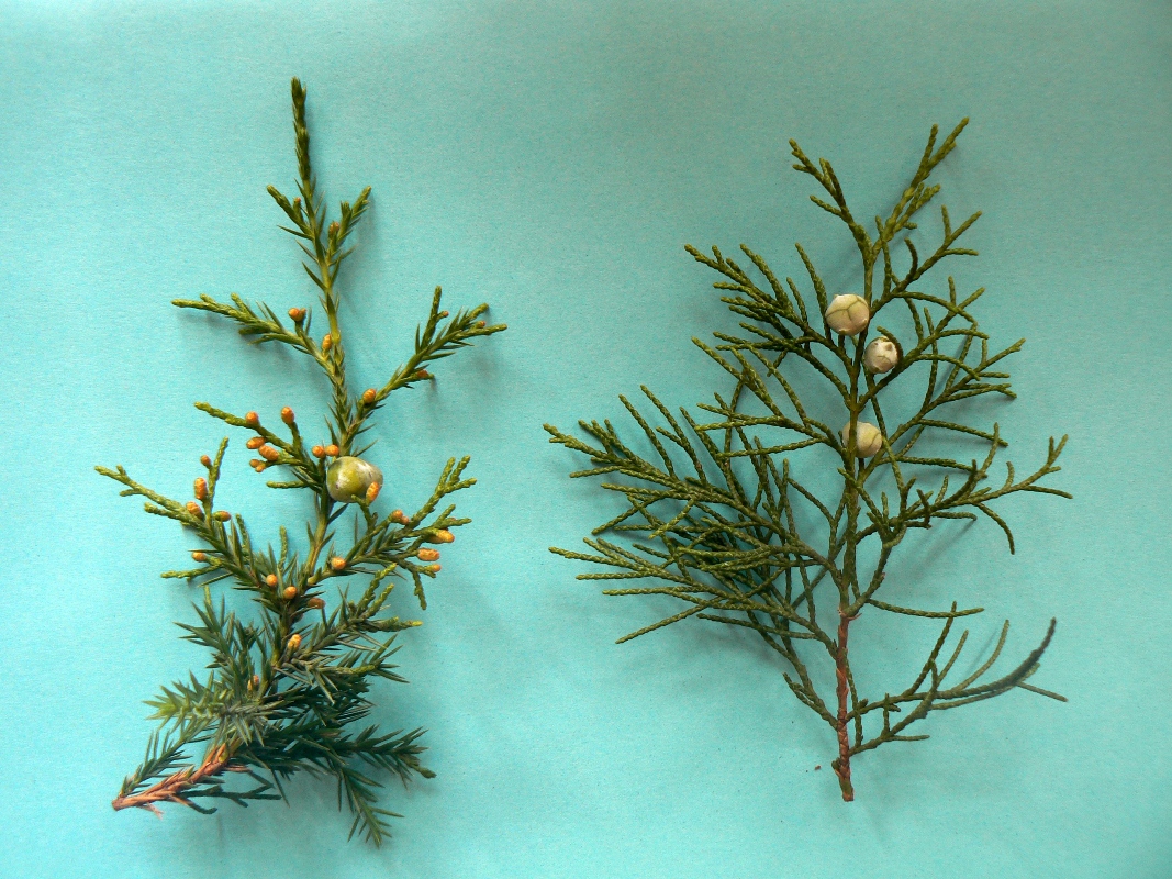 Изображение особи Juniperus chinensis.