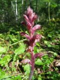 Orobanche bartlingii