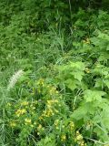 род Hypericum