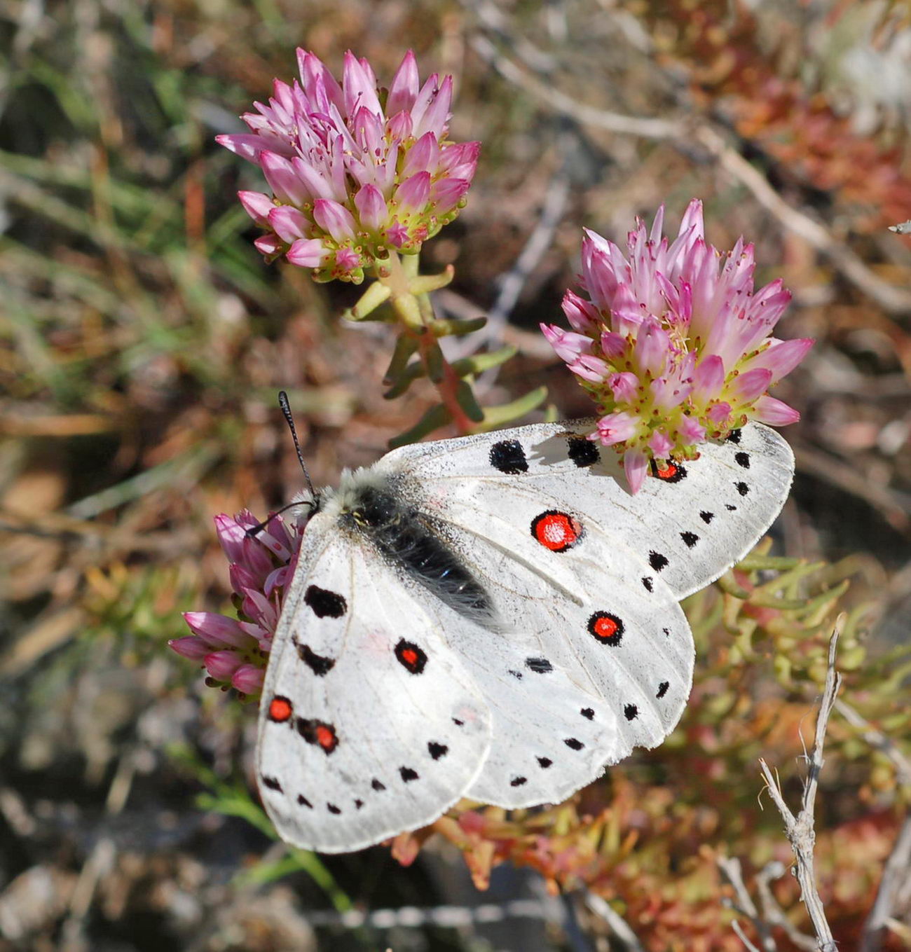 Image of Pseudosedum lievenii specimen.