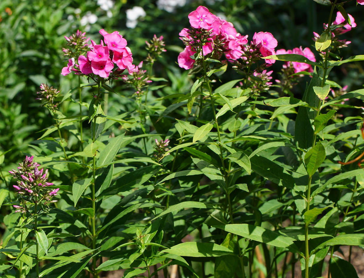 Image of Phlox paniculata specimen.