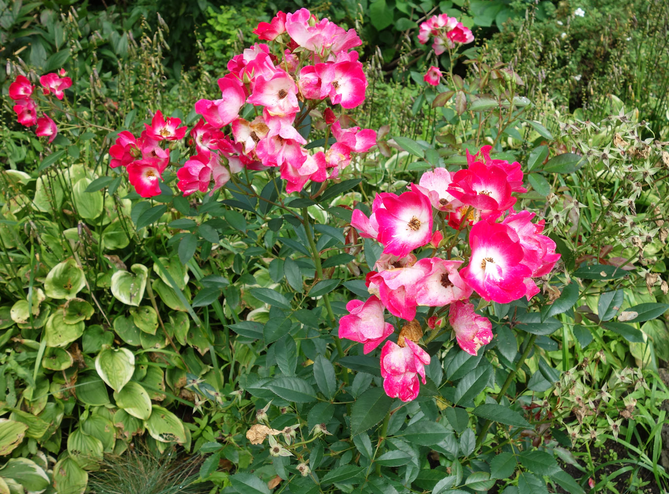 Image of genus Rosa specimen.