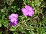 Dianthus chinensis