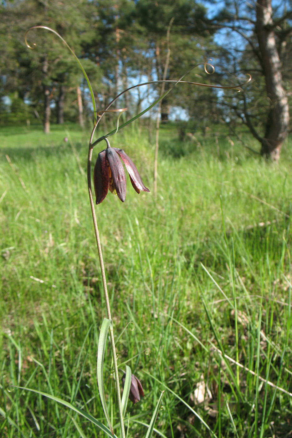 Image of Fritillaria ruthenica specimen.