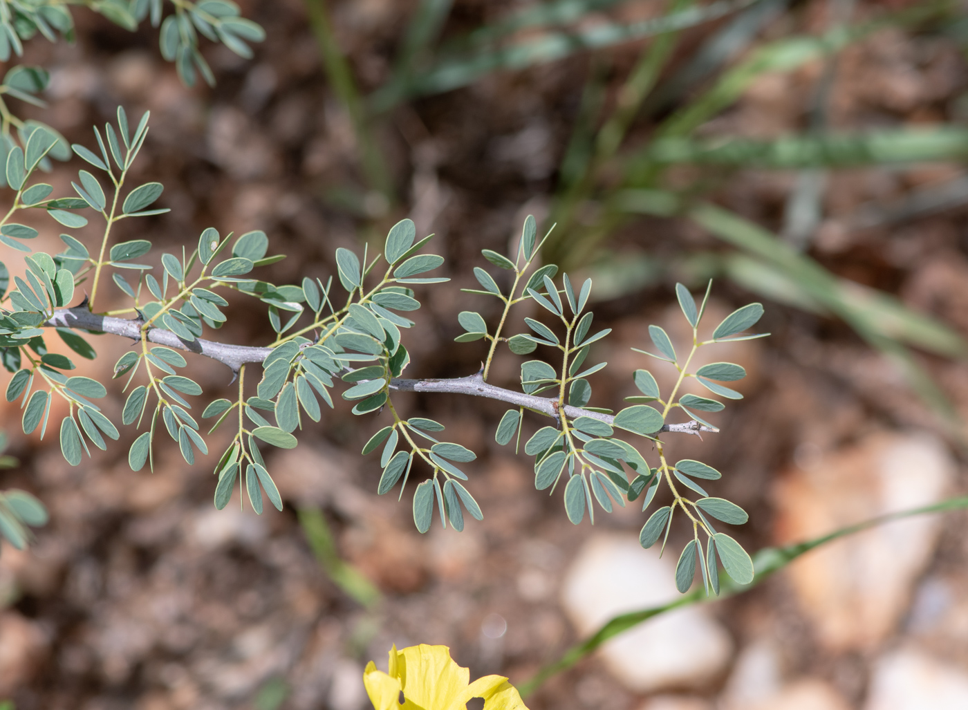 Image of Senegalia mellifera specimen.