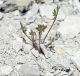 Pimpinella tragium