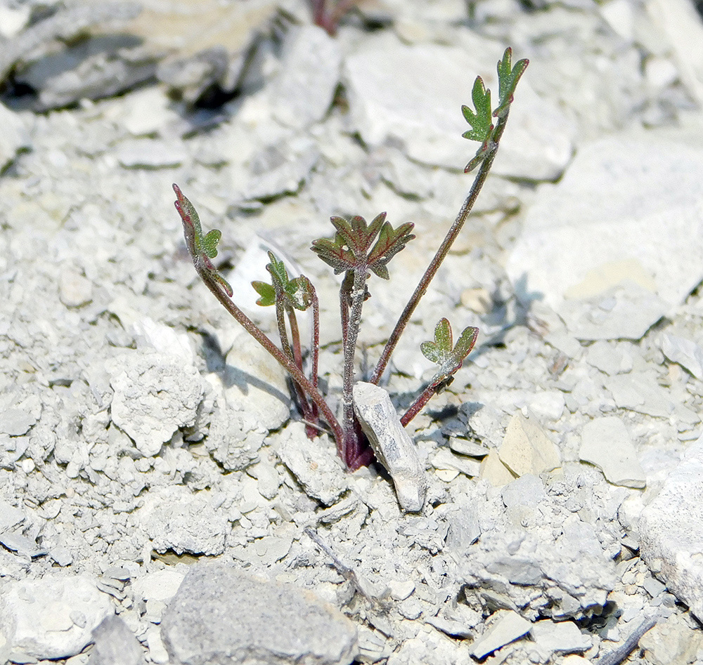 Image of Pimpinella tragium specimen.