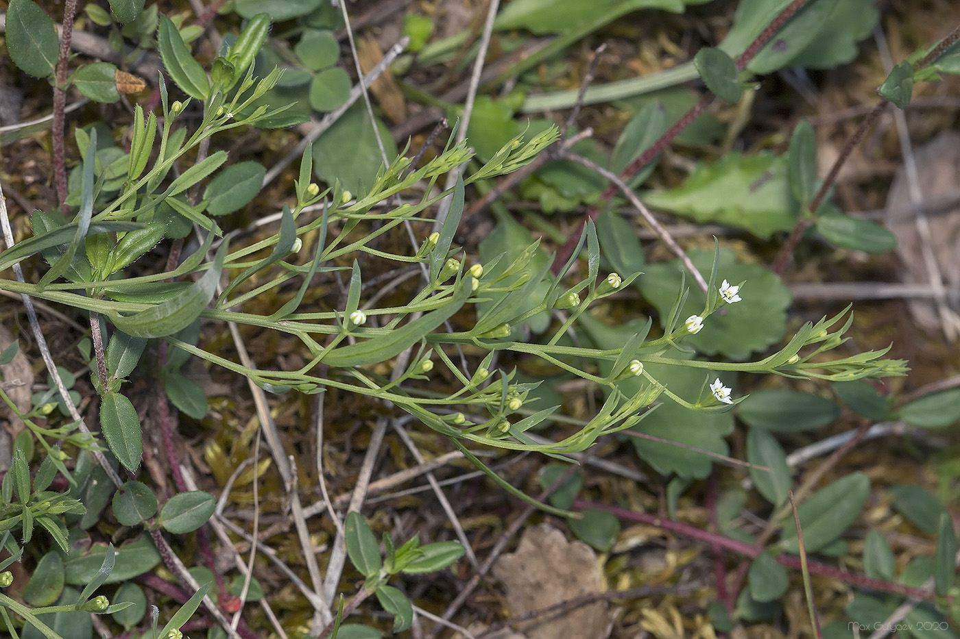 Изображение особи Thesium ramosum.