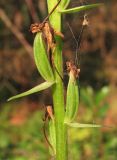 Platanthera bifolia