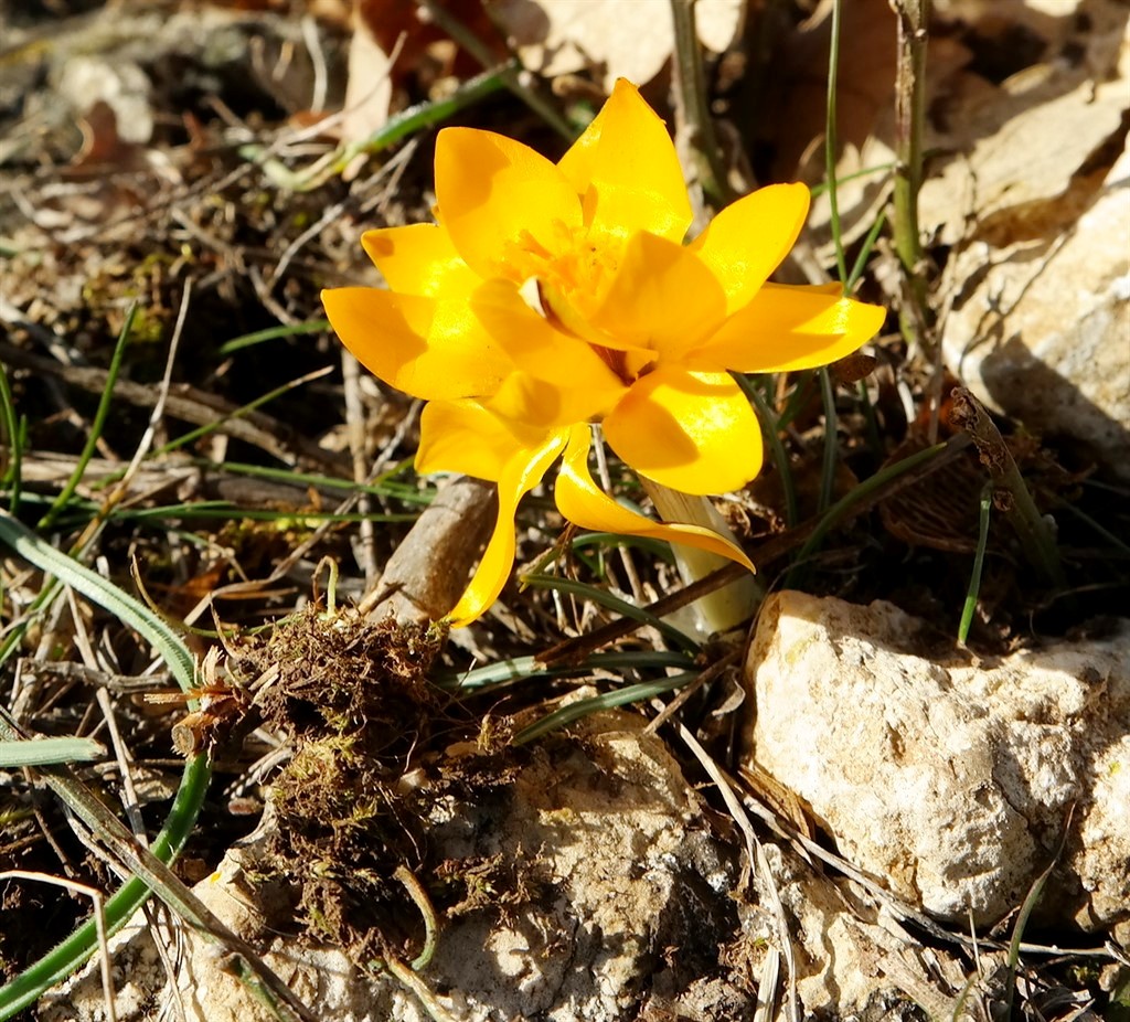 Изображение особи Crocus angustifolius.