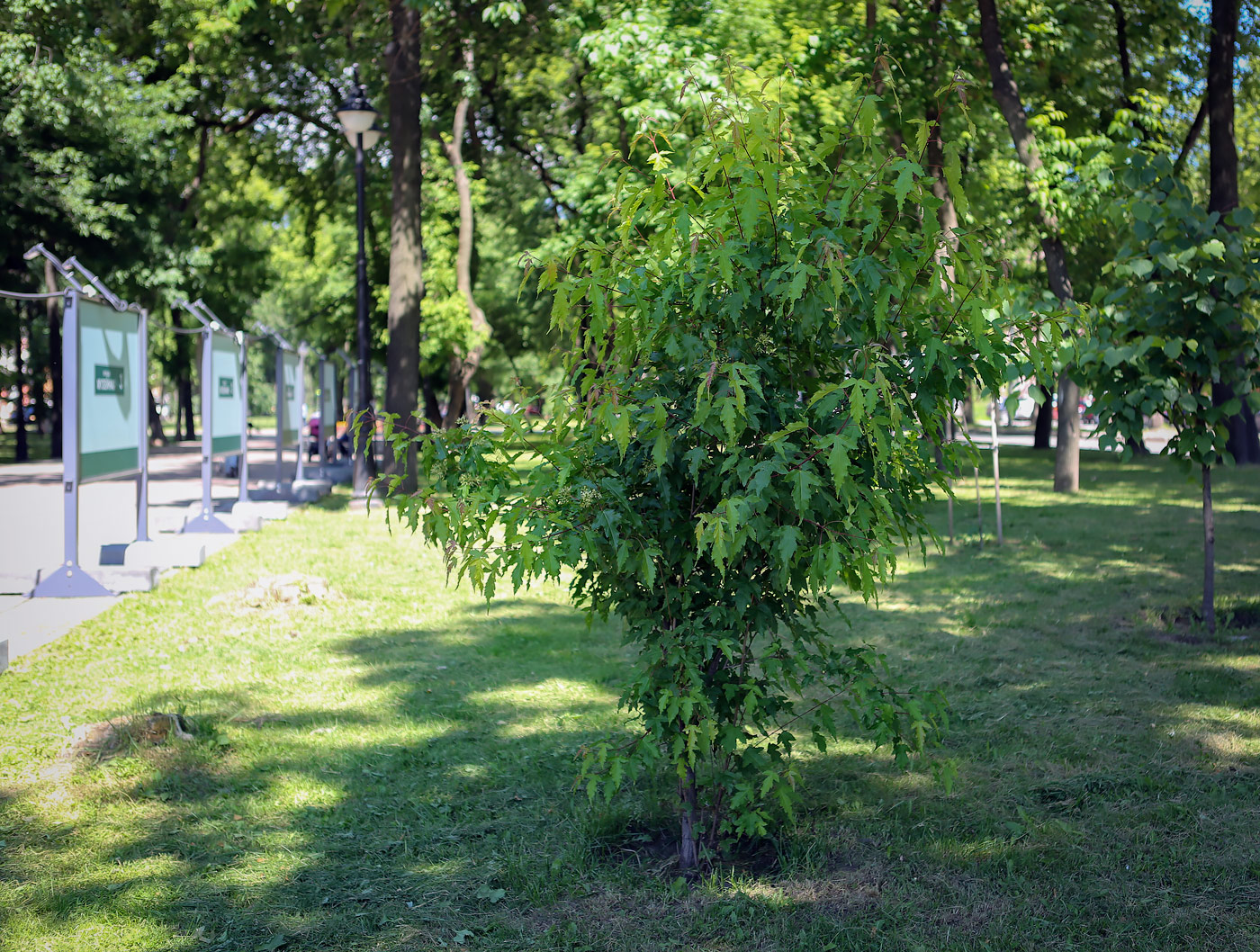 Image of Acer ginnala specimen.