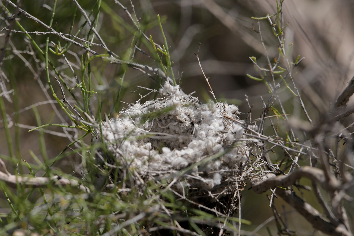 Image of Bassia eriantha specimen.