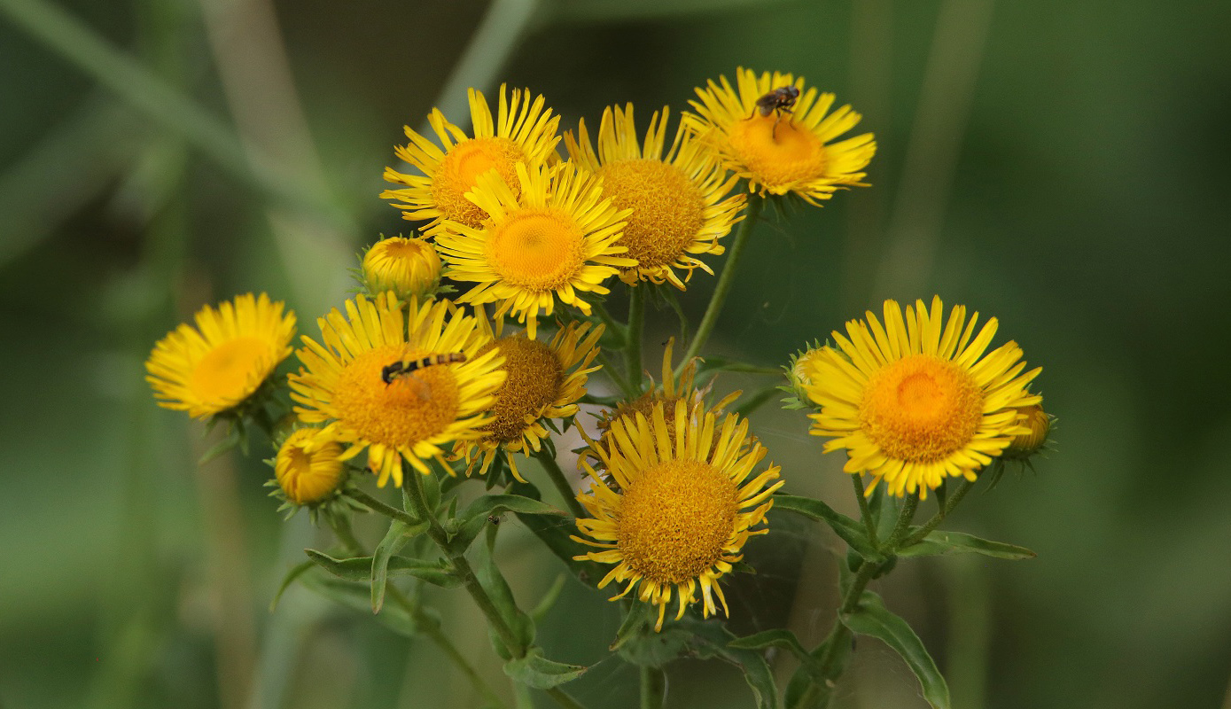 Изображение особи Inula britannica.