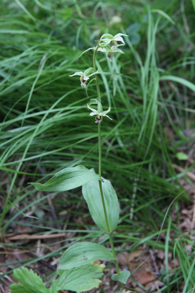 Image of Epipactis helleborine specimen.