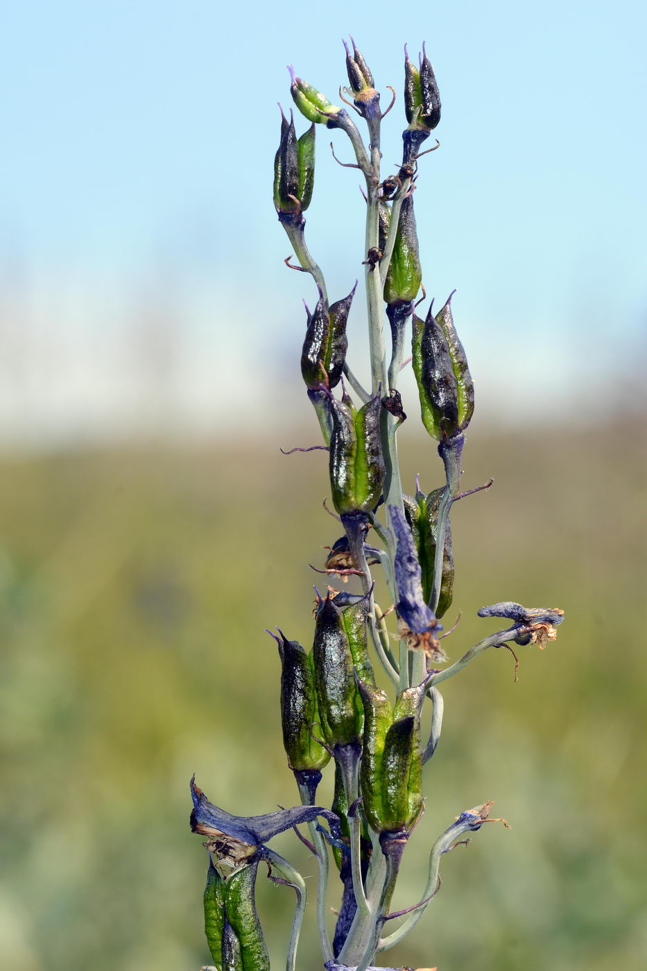 Image of Delphinium elatum specimen.