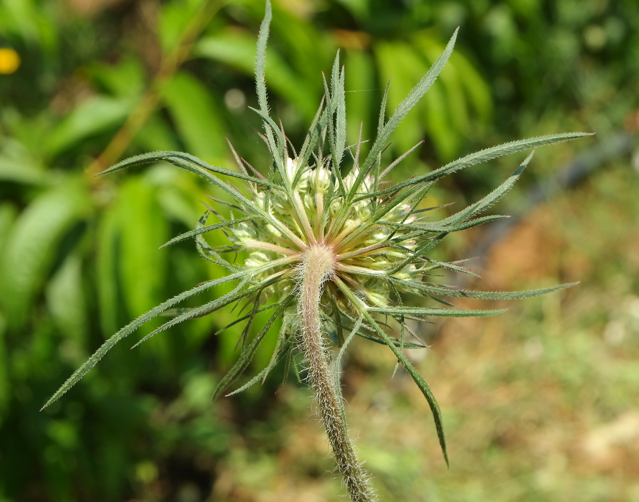 Изображение особи род Daucus.