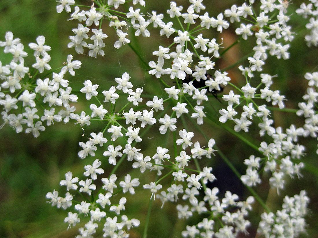 Изображение особи Pimpinella saxifraga.