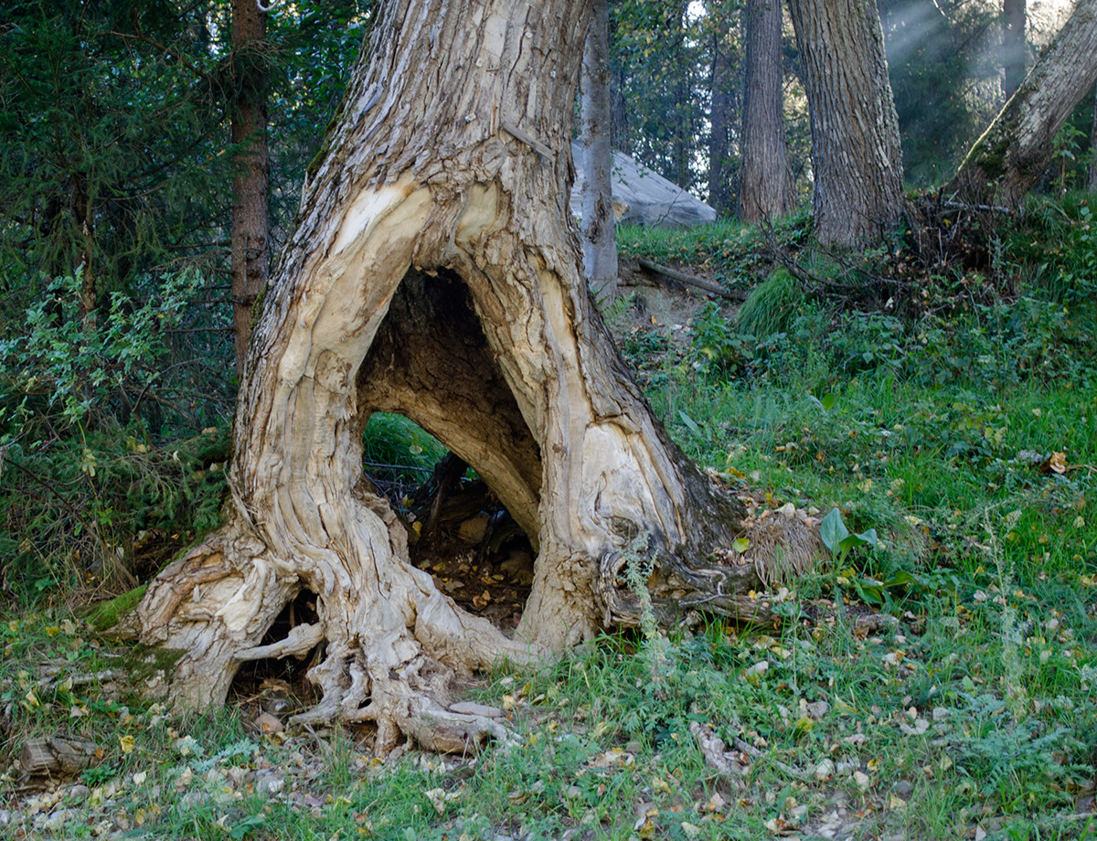 Image of Populus nigra specimen.