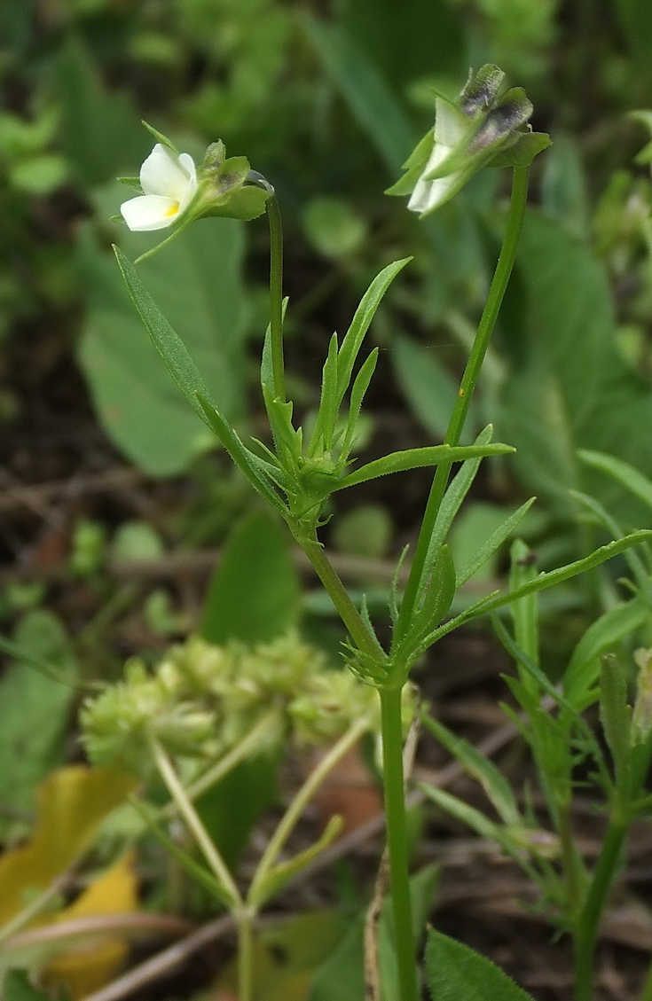 Image of Viola arvensis specimen.