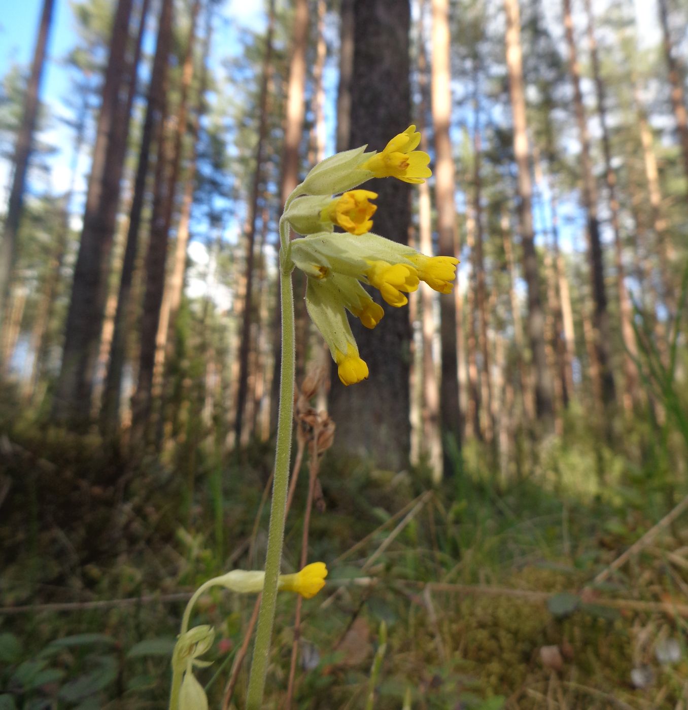 Изображение особи Primula veris.