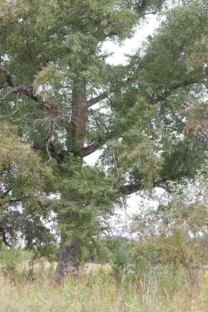 Image of Populus &times; sibirica specimen.