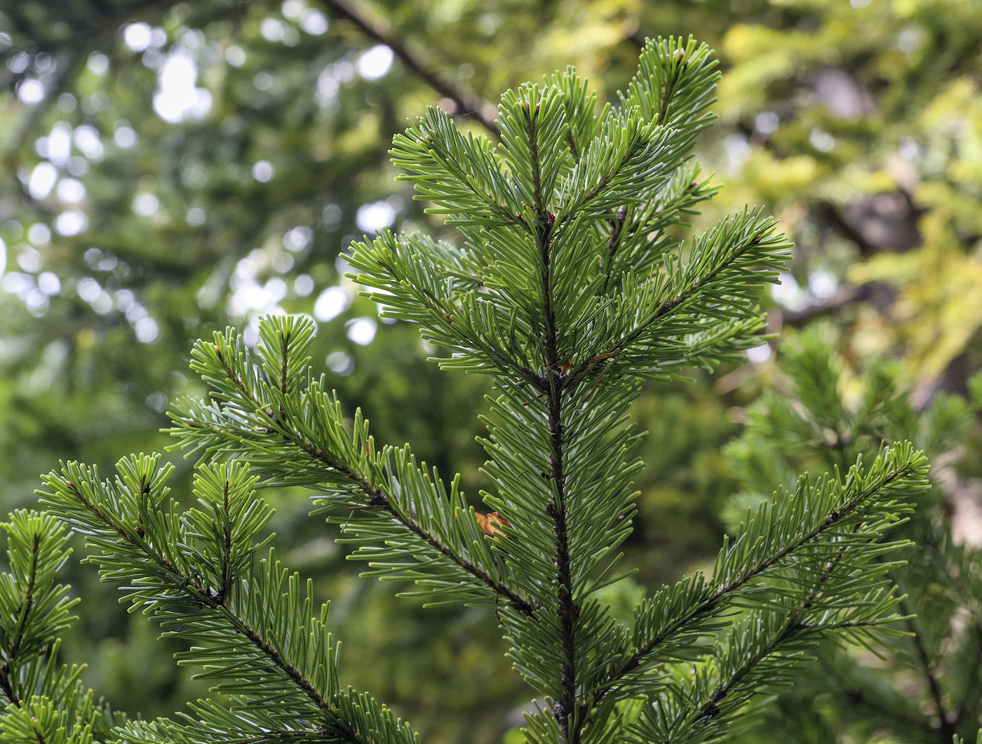 Изображение особи Abies gracilis.