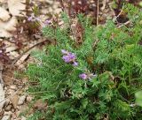 Oxytropis mandshurica