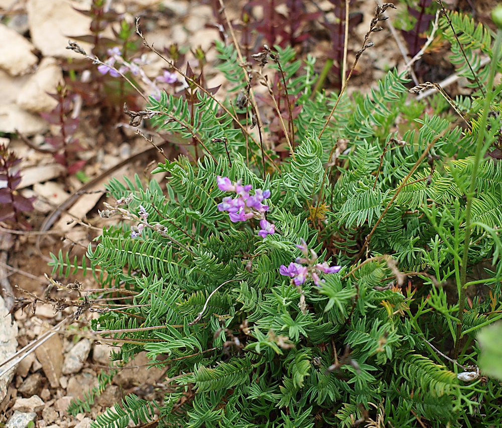 Изображение особи Oxytropis mandshurica.