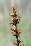 Orobanche pallidiflora