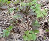 Ranunculus auricomus