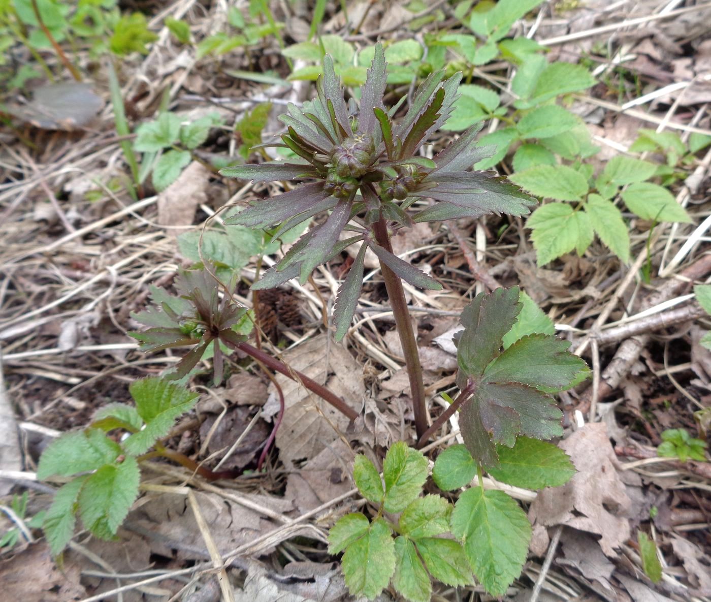 Изображение особи Ranunculus auricomus.