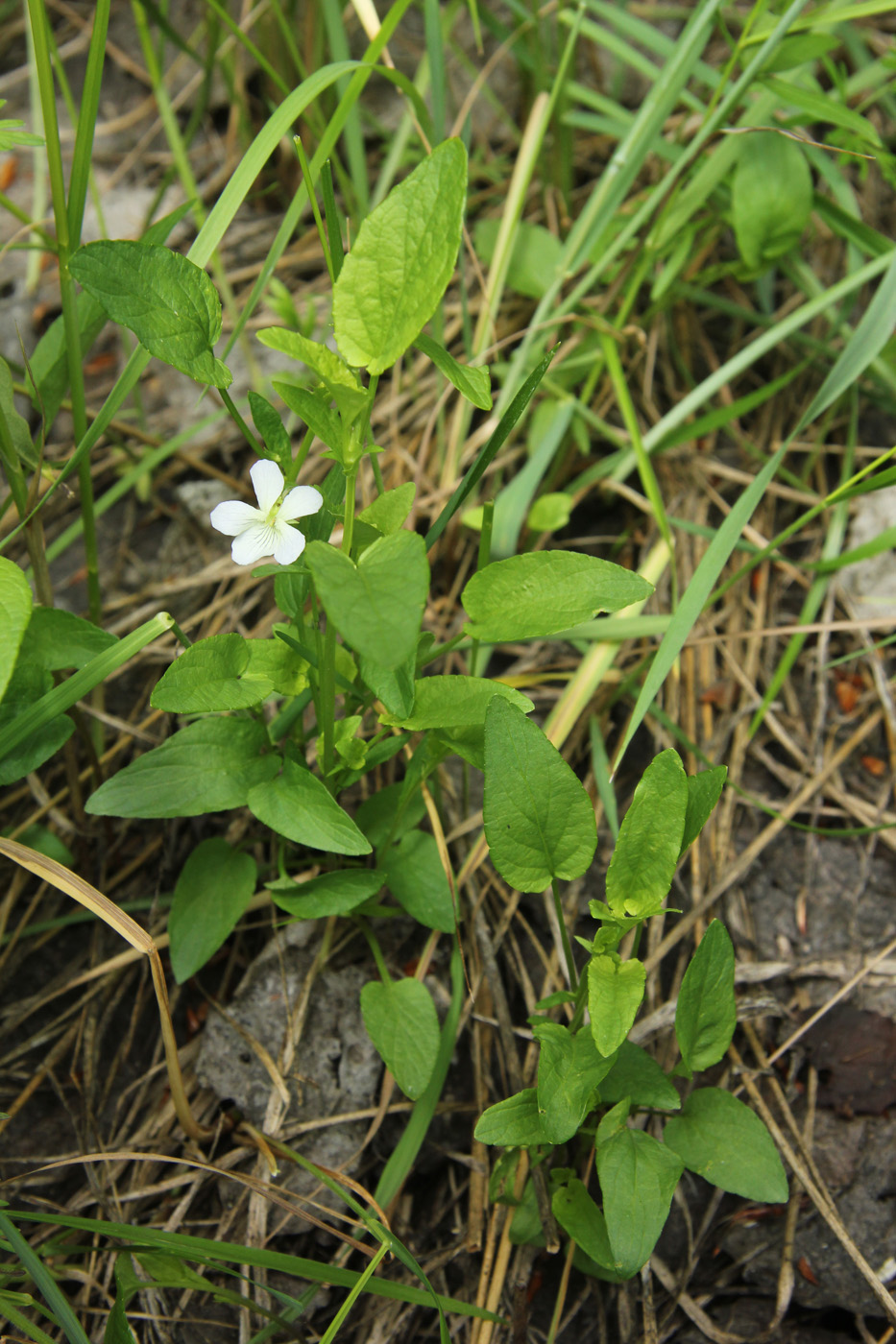 Image of Viola stagnina specimen.