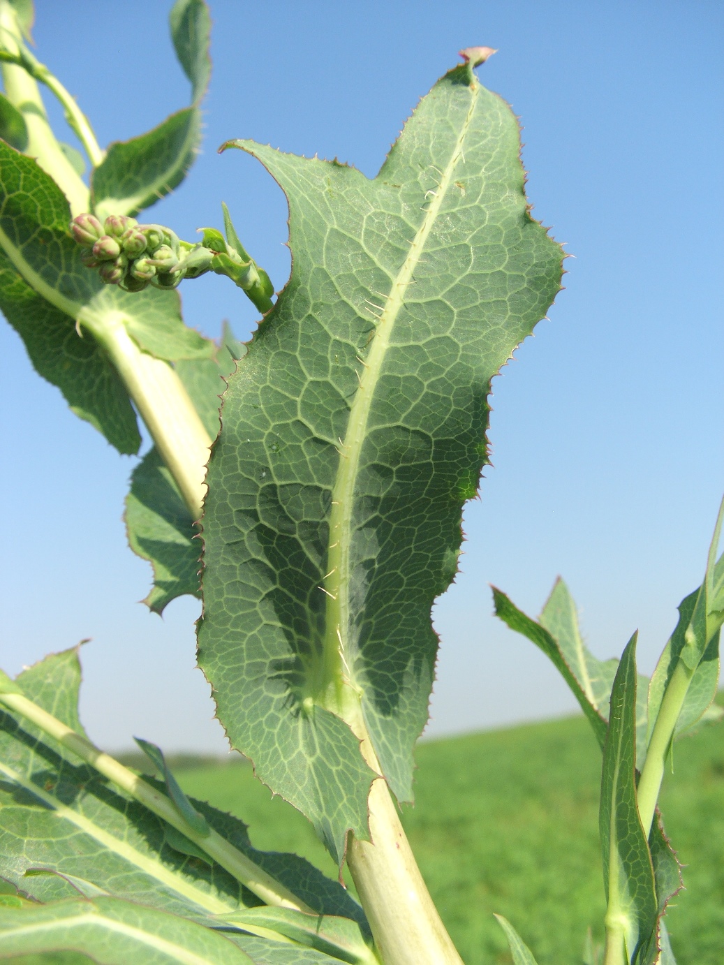 Image of Lactuca serriola specimen.