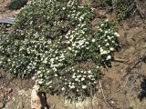 Achillea cretica