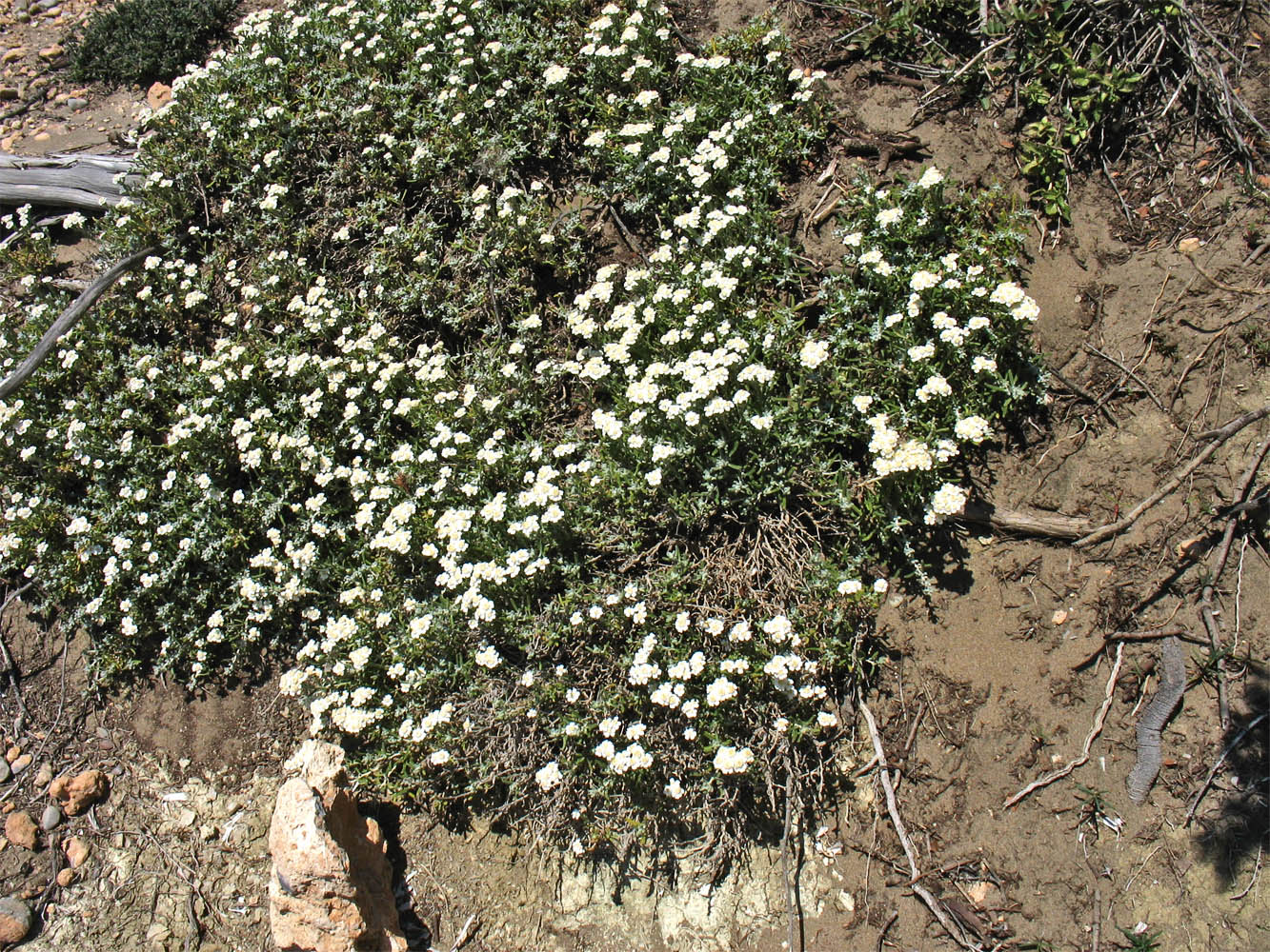 Image of Achillea cretica specimen.