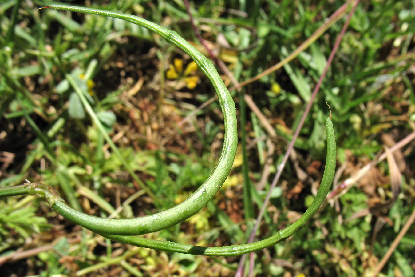 Image of Securigera securidaca specimen.