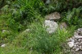 Melilotus albus