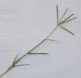 Image of taxon representative. Author is Андрей Любченко