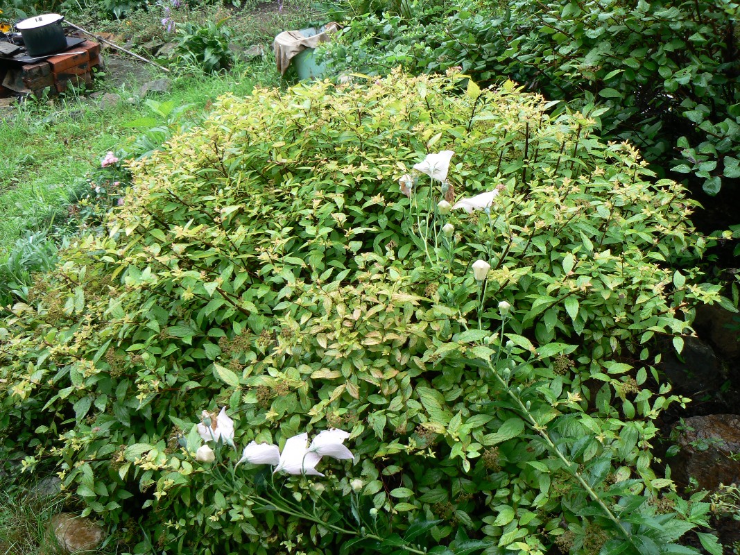 Image of Spiraea japonica specimen.