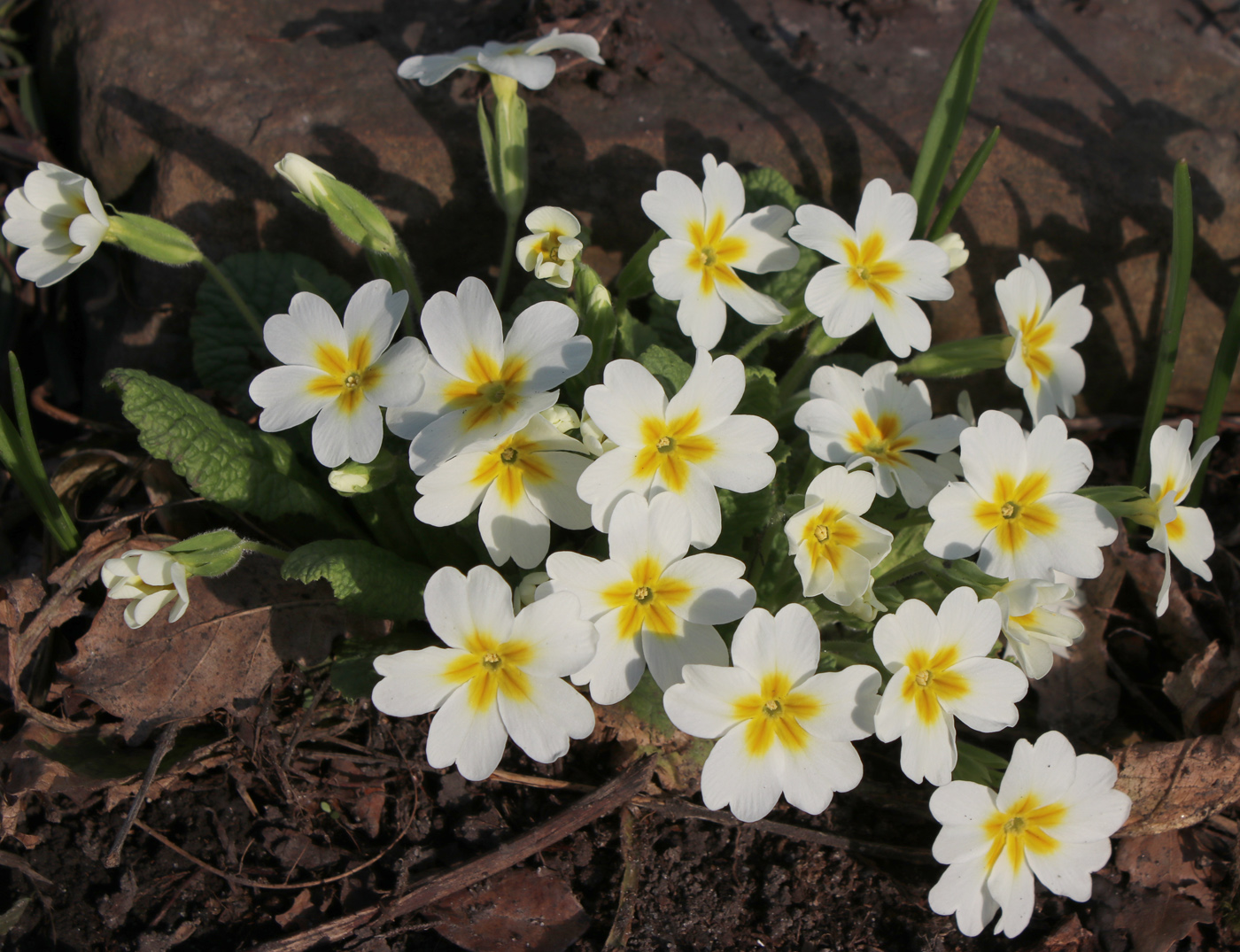 Image of Primula vulgaris specimen.