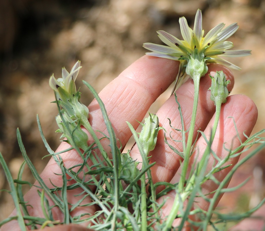 Image of genus Podospermum specimen.