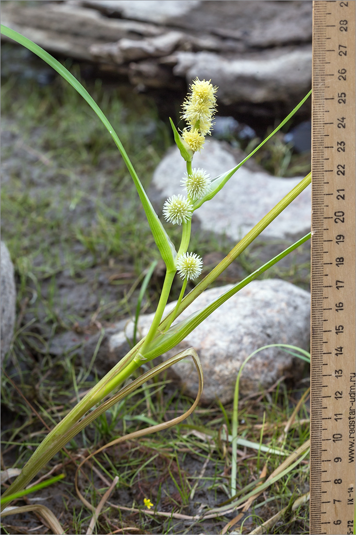 Image of Sparganium emersum specimen.