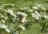 Crataegus rhipidophylla